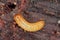 A Darkling Beetle (Tenebrionidae) larva.