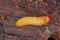 A Darkling Beetle (Tenebrionidae) larva.