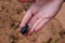 Darkling beetle Tenebrionidae sitting on the hand