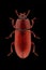 Darkling beetle Uloma culinaris entomology specimen with spreaded legs and antennae isolated on pure black background. Studio li