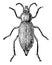 Darkling Beetle, vintage illustration