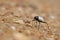 Darkling beetles - Cauricara eburnea