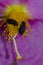 Darkling beetles on a flower of Cistus symphytifolius