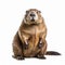 Darkly Comedic Portrait Of A Dignified Beaver On White Background