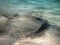 Darkspotted stingray (Himantura uarnak) hunting on the sandy bot