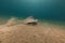 Darkspotted stingray (himantura uarnak) in the Red Sea.