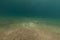 Darkspotted stingray (himantura uarnak) in the Red Sea.