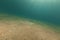 Darkspotted stingray (himantura uarnak) in the Red Sea.