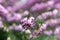 Darley Dale heath Erica darleyensis Kramer’s Rote, close-up of lilac pink flowering heather