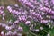 Darley Dale heath Erica darleyensis Kramer’s Rote, flowering