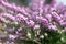 Darley Dale heath Erica Erica darleyensis Kramer’s Rote, lilac pink flowering heather