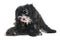 A darling black and white havanese dog licks its lips