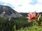 Darling Mountain Indian Paintbrush