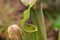 Darlingtonia Californica, also knows as Cobra Lily.