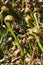 Darlingtonia Californica cobra plant in swamp