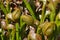 Darlingtonia Californica cobra plant in swamp