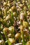 Darlingtonia Californica cobra plant in swamp