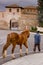 Daroca, Aragon, Spain, man with the horse to the gate of the cit