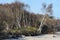 Darss Fischland peninsula at Baltic sea Germany. beach landscape with dunes reed and trees