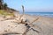 Darss Fischland peninsula at Baltic sea Germany. beach landscape with dunes reed and waves