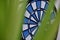 Dartboard darts blue behind the green leaves