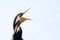 A Darter or Anhinga with its beak wide open