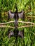 Darter drying wings