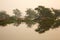 Darter and painted storkcs perched on tree, a panoramic view of  a lake of Keoladeo Ghana National Park, Bharatpur, India