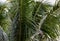 Darter perched on the fronds of a palm tree