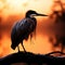 Darter poised by the misty river, outlined against the sunrise