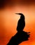 Darter silhouette with misty sunrise