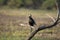 Darter, Snake Bird, Anhingidae, Looking out for kill, Keoladeo Ghana National Park, Bharatpur, Rajasthan, India