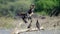 Darter, snake bird, Indian cormorant, sitting together on a log near the waterbody