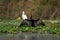 Darter or Snakebird or the Plotus anhinga Spreading its Wings