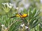 Darting Altamira Oriole