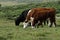Dartmoor Cattle