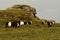 Dartmoor Cattle