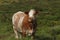 Dartmoor Cattle