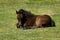Dartmoor Foal