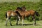 Dartmoor Foals