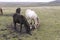 Dartmoor Foals Grazing