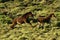 Dartmoor Foals Playing