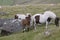 Dartmoor Mare and foal