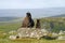 Dartmoor mare with new born foal