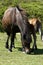 Dartmoor mare with suckling foal