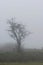 Dartmoor mist