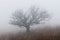 Dartmoor mist