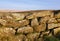 Dartmoor Moss Dry Stone Wall