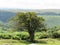 Dartmoor National Park devon lovely single tree with fauna and hills backdrop