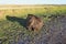 Dartmoor National Park Wild Pony Devon UK